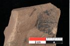 Foto (Detailansicht) von Glyptostrobus europaeus Brongniart (NHMW-GEO-2024-0188-0154)